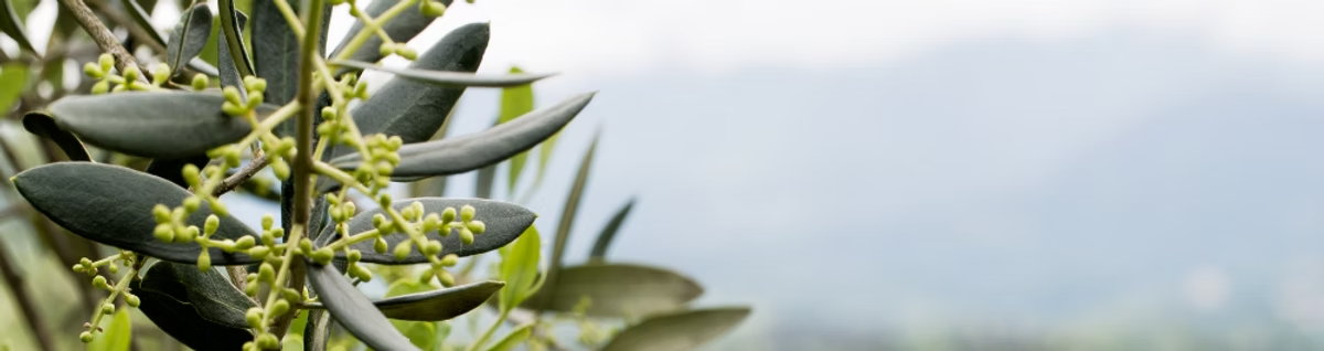 our brands at mirazeitte